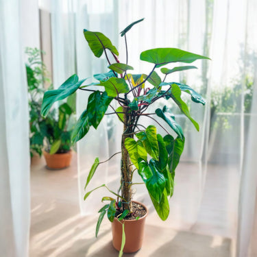 Philodendron Plant - Red Emerald
